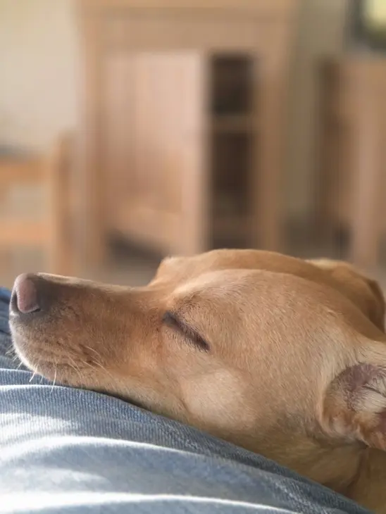 hond_zoom