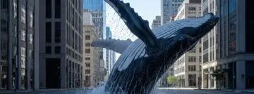 Imagen4 Walvis