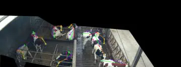 AI en computervisie tonen nut in Vlaamse melkveehouderij