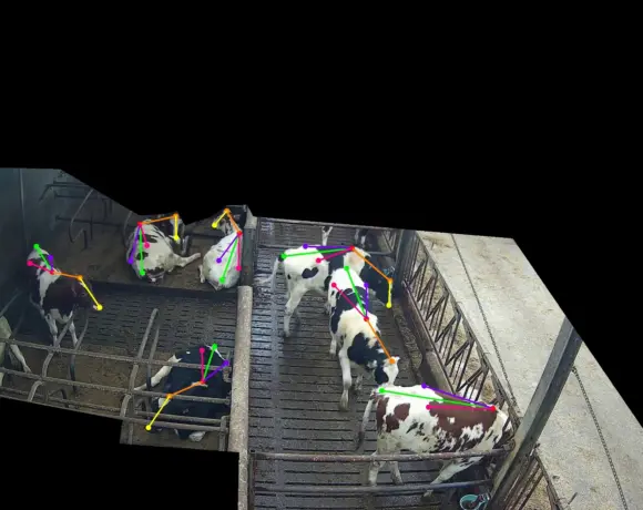 AI en computervisie tonen nut in Vlaamse melkveehouderij