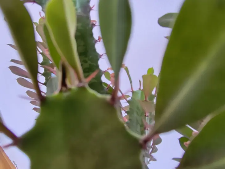 Motorola Moto G86 Macro 1 Motorola Moto G86 Macro 1