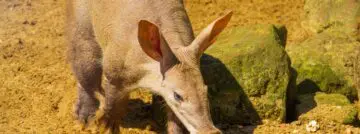OpenAI introduceert Aardvark om kwetsbaarheden op te sporen