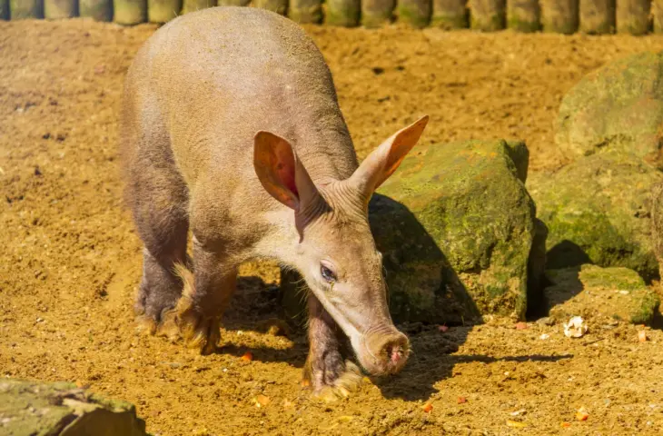 OpenAI introduceert Aardvark om kwetsbaarheden op te sporen