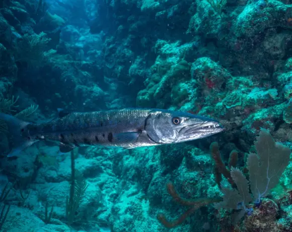 Barracuda integreert AI-assistent in cybersecurityplatform