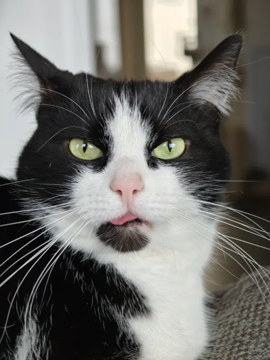 Oppo Find X9 Pro Kat Tong Oppo Find X9 Pro Kat Tong