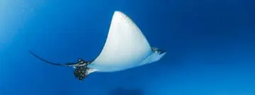 rayfin