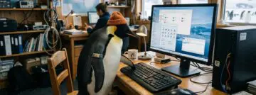 windows linux