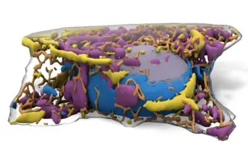 Allen Integrated Cell
