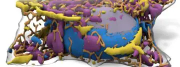 Allen Integrated Cell
