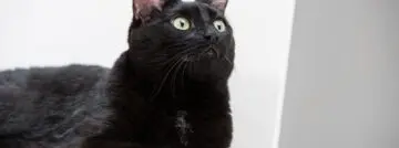NetCat-kwetsbaarheid in Xeon-chips maakt versleutelde SSH-verbindingen leesbaar