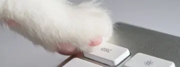 Desktop in een Ikea-zak: Hoe bedrijven in België met het plotse thuiswerk omgaan