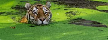 Intel Tiger Lake: grote ambitie, knappe cijfers, maar wat met beschikbaarheid?