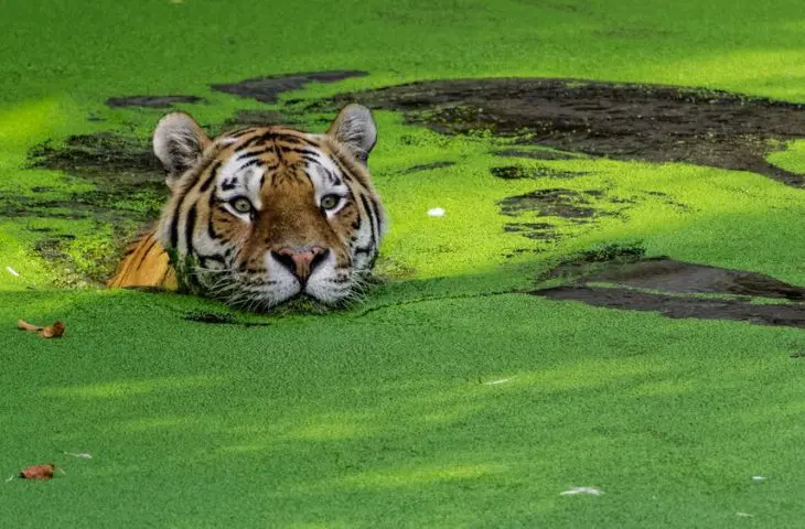 Intel Tiger Lake: grote ambitie, knappe cijfers, maar wat met beschikbaarheid?