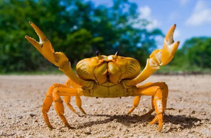 Hackers infecteren MySQL-databases met GandCrab ransomware