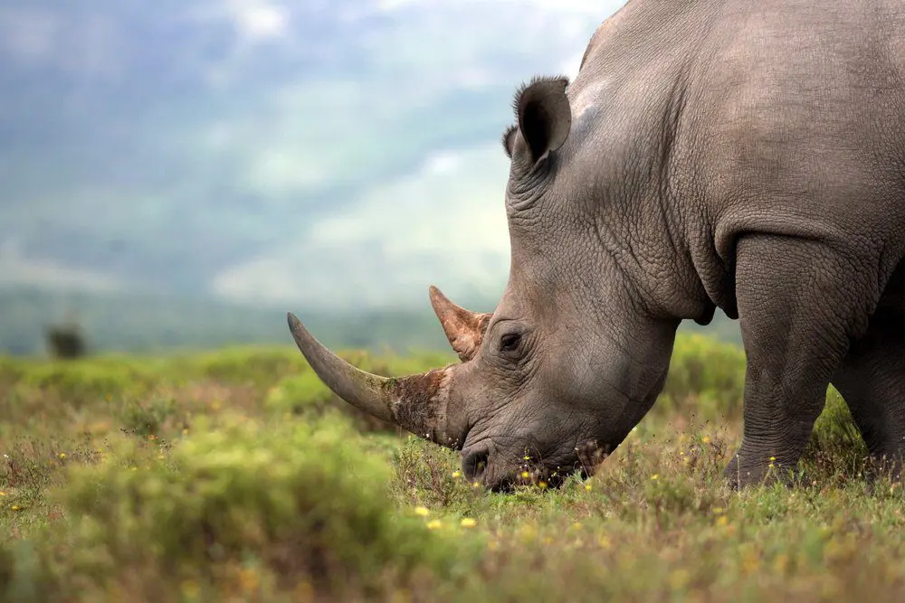 neushoorn