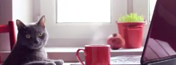 Meer thuiswerk wordt de norm volgens ITdaily-lezers