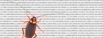 software bug