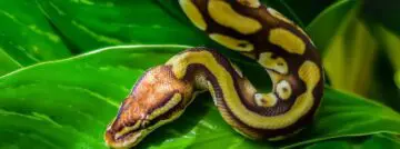 Python