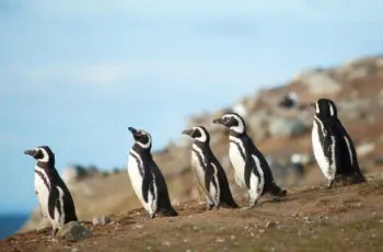pinguïns