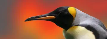 Linux 5.0 laat vooral verbeteringen zien op grafisch gebied