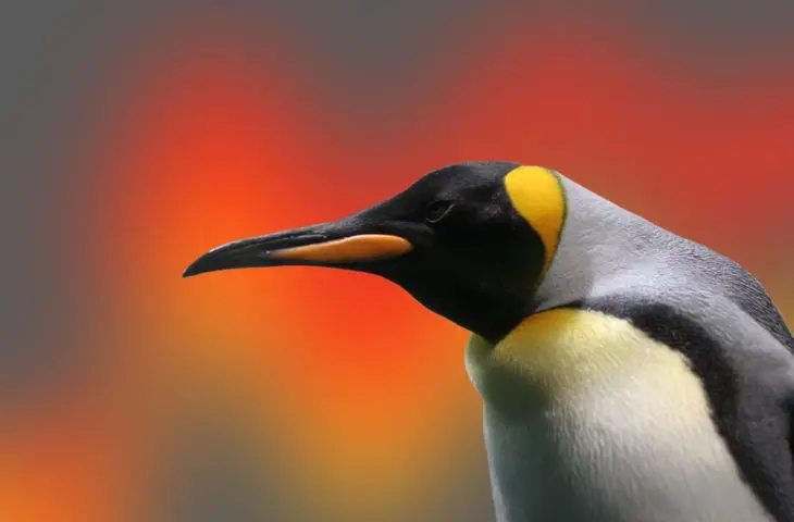 Linux 5.0 laat vooral verbeteringen zien op grafisch gebied