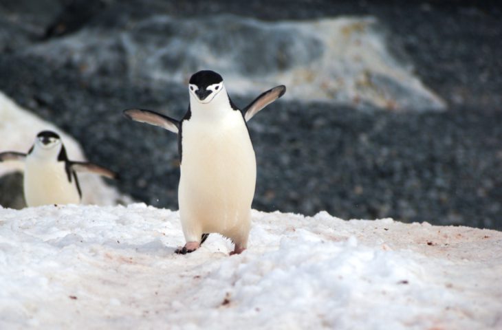 happy pinguin linux