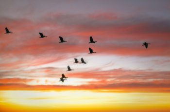 migratie vogels