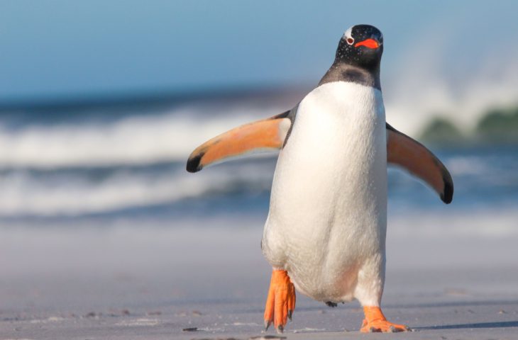 pinguin linux