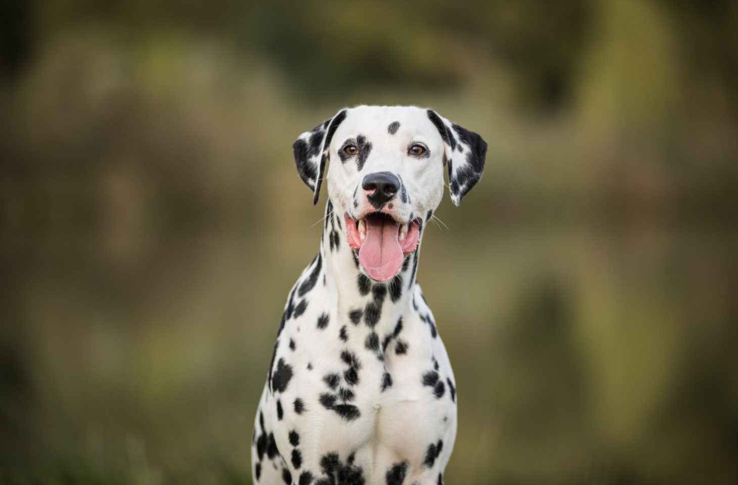 openstack dalmatian