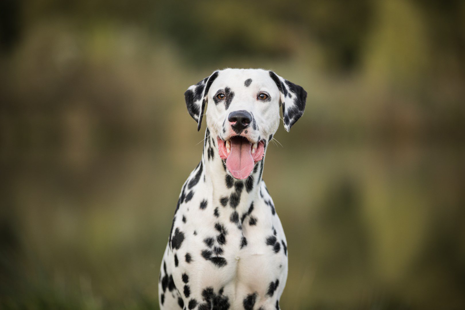 OpenStack launches the thirtieth version of Dalmatian