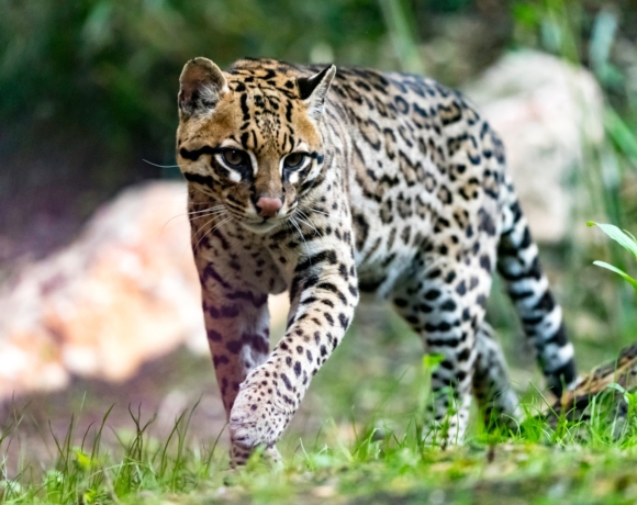 ocelot