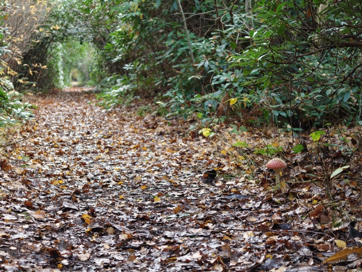 oplus_1056768 Oppo Find X9 Pro Paddo Full Res 3X