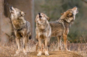 Image for the article: Arctic Wolf brengt ‘superintelligentie’ naar cybersecurity