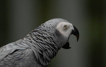 Image for the article: AI-papegaaien: overtuigend maar ook betrouwbaar?